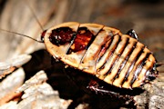 Cockroach (Leptozosteria aposematica) (Leptozosteria aposematica)